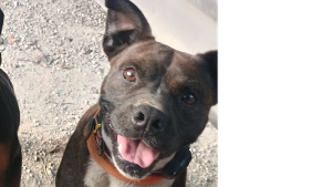 Lost Pet: Bolt
