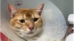 Lost Pet: Big Boy