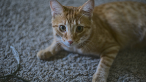 Lost Pet: Paprika