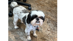 Lost Pet: Alfie (Fred-nickname)