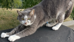 Lost Pet: Jamie