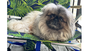 Lost Pet: Meatloaf