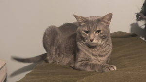 Lost Pet: Bronson