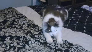 Lost Pet: Tiny