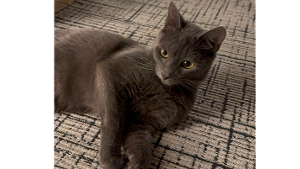 Lost Pet: Lobo