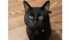 Lost Pet: Hades
