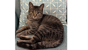 Lost Pet: Rudy