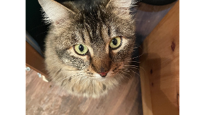 Lost Pet: Sookie