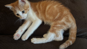 Lost Pet: Luc