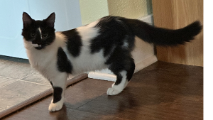 Lost Pet: Loki