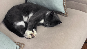 Lost Pet: Pete