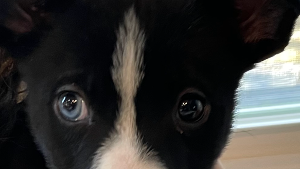 Lost Pet: Joy Cerqueira