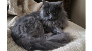 Lost Pet: Bella