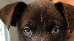 Lost Pet: AXL Cerqueira