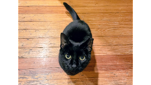 Lost Pet: Chip
