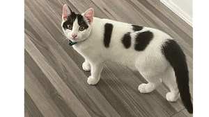 Lost Pet: Baby
