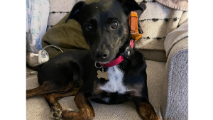 Lost Pet: gigi