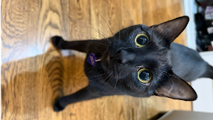 Lost Pet: Lulu