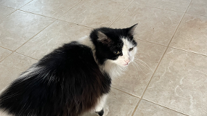 Lost Pet: Little Man