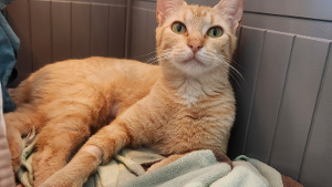 Lost Pet: Sunnie