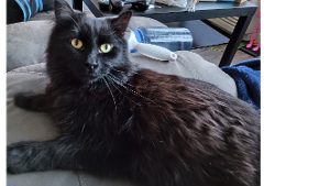 Lost Pet: Kit Cat