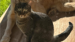 Lost Pet: Snickers