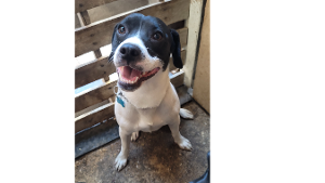 Lost Pet: Oreo