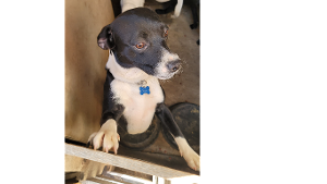 Lost Pet: Chance
