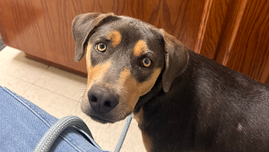 Lost Pet: Bucko