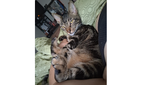 Lost Pet: Hamilton 