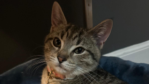 Lost Pet: Ruby