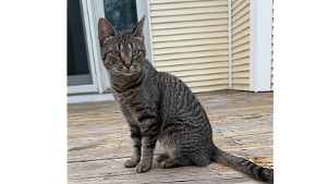 Lost Pet: Miley