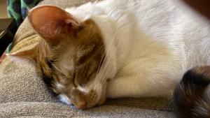 Lost Pet: Ziti