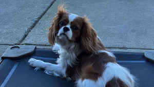 Lost Pet: Moose