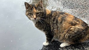 Lost Pet: Sally