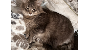 Lost Pet: London