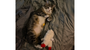 Lost Pet: Lindor