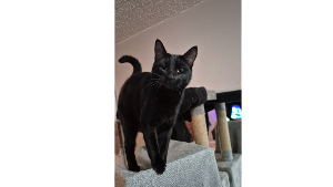 Lost Pet: Elphy
