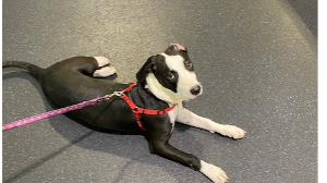 Lost Pet: Olive