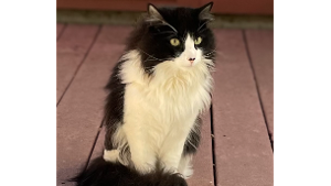 Lost Pet: Sylvester