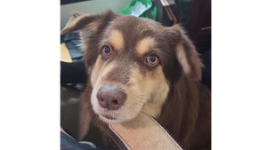 Lost Pet: Hazel