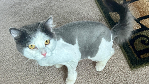 Lost Pet: Fagen