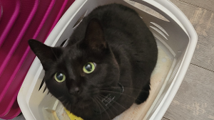 Lost Pet: Azura