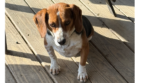Lost Pet: Nugget