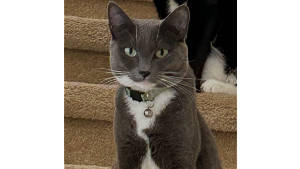 Lost Pet: Stripes