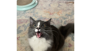 Lost Pet: Obi