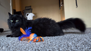 Lost Pet: Tonka