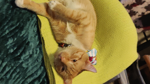 Lost Pet: Apple Jacks
