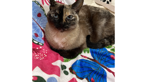 Lost Pet: Minnie Pearl
