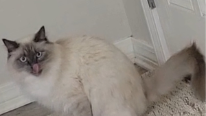 Lost Pet: Dumpling